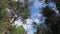 Forest and tall trees against the sky view from the bottom up