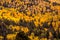 Forest of tall yellow Aspen trees