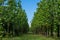A forest of teak trees planted in rows