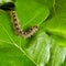 Forest tent caterpillar moth, malacosoma disstria