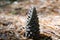 Forest Tent Caterpillar Moth Nature caterpillar pinecone pine cone hiking trails