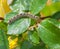 Forest Tent Caterpillar on rose