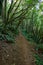 Forest in Terceira, Portugal