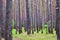 Forest texture. Tightly growing trees in the forest.  Young pines grow in even rows in a forest glade.