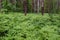 A forest with with a thick fern undergrowth