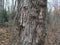 Forest, thick tree trunk. Nature of autumn.