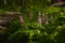 Forest thickets dirt road route, mysterious meadow with violet fumewort plants, in tender wind, romantic mood, tree trunks in back