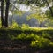 Forest thickets.Relict forest, alder red.