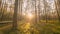 Forest Time Lapse, Timelapse. Beautiful Sunset Sun Sunshine In Sunny Autumn Coniferous Forest. Sunlight Sunrays Shine