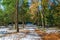 Forest to Seviere lake in Auvergne