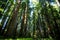 Forest With Towering Redwood Trees