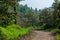 Forest Track of Central Indian Jungle during monsoon season