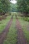 Forest Track or Path with Teak Trees in National Park of India