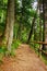 forest trail in beautiful woodland scenery