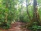 Forest trail . Corcovado National park