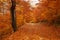 Forest Trail Covered with brown leafs