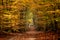 Forest trail with hiking and sporty people in colorful autumn woods