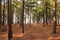 Forest Trail In Michigan