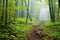 a forest trail obscured by morning fog