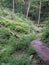 Forest trail path deep in the woods with old bridge