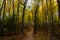 Forest trail in Pictured Rocks National Lakeshore, Munising, MI