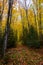 Forest trail in Pictured Rocks National Lakeshore, Munising, MI