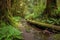 forest trail with trickling stream, leading to tranquil waterfall