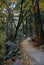Forest trail Yosemite