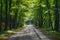 Forest Tranquility: Scenic Bitumen Trail in Light Hill Setting.