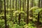 Forest of Tree Ferns and Giant Redwoods in Whakarewarewa Forest near Rotorua, New Zealand