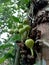 Forest tree and the fruit