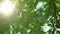 Forest tree and green leaves glowing in sunlight video