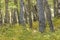 Forest Tree, Patagonia, Argentina