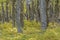 Forest Tree, Patagonia, Argentina