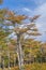 Forest Tree, Patagonia, Argentina