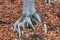 Forest tree roots with fallen leaves in autumn