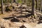 Forest with tree roots and stones