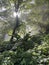 Forest  tree sunlight jungle