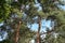 Forest tree top view, woodland park