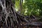 Forest tree trunk with messy roots on wet ground after rain, monsoon jungle trail in tropical rainforest nature background