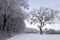 The forest and the tree in winter landscape so cold and beautiful