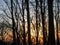 Forest trees against sunrise