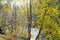 Forest trees in autumn colors in countryside