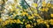 Forest trees and colorful yellow and red autumn leave