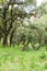 Forest with trees covered with lichens and epiphytes in mountain rainforest of Tanzania