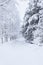 Forest trees covered in snow