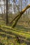 Forest trees in early spring