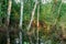 Forest trees in flood water and evening sunset