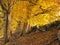 Forest trees on a hillside with sunlight shining though golden orange autumn leaves