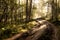 Forest of Trees illuminated by sun through fog, ferns covering the ground